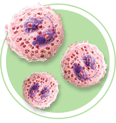 digital recreation of eosinophils