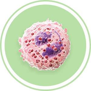 eosinophil cell