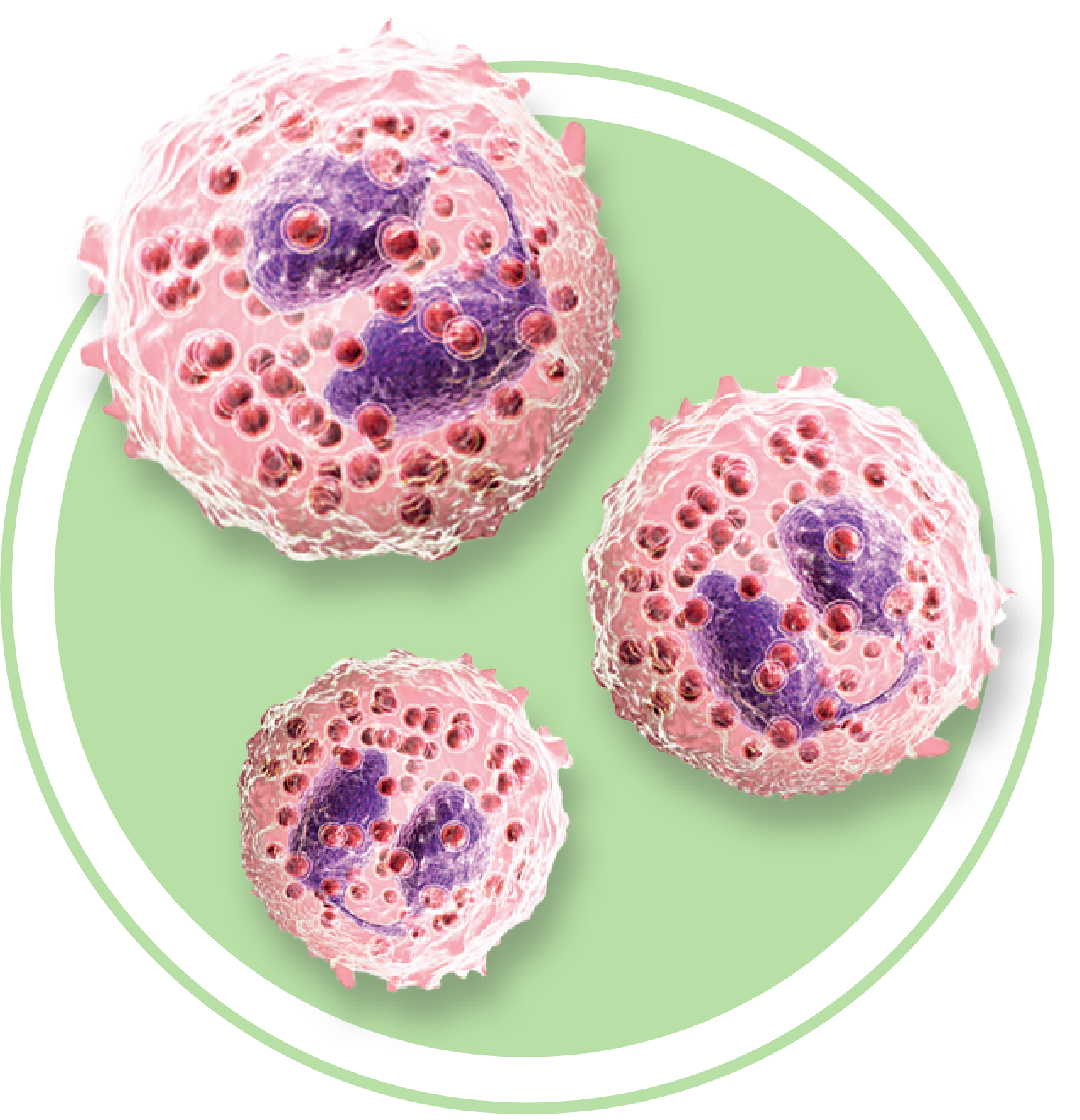 eosinophil cells